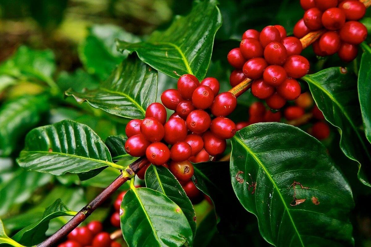 2da Edición del Panamá Coffee Weekend 2020 en Tierras Altas