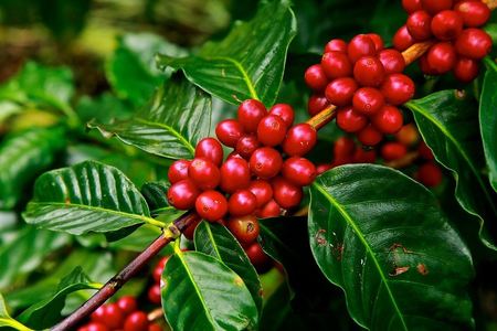 2nd Edition of Panama Coffee Weekend 2020 in Highlands, Chiriqui