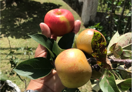 Produccion de Peras y Manzanas en Tierras Altas